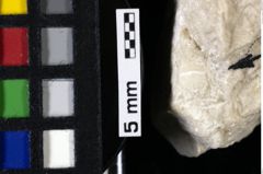 Foto (Detailansicht) von Decapoda indet. (NHMW-GEO-1990-0041-0065)